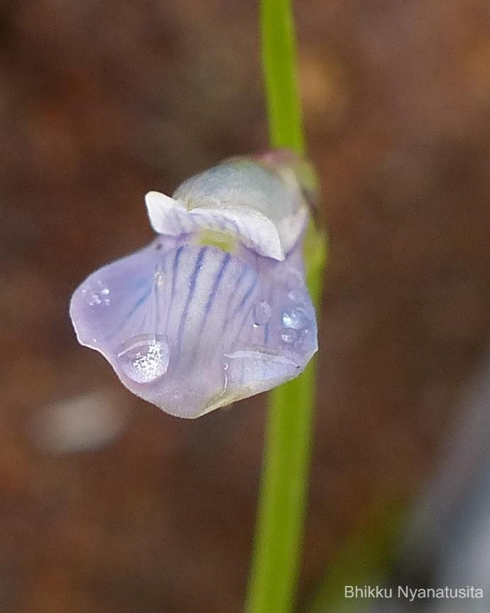 Utricularia uliginosa Vahl